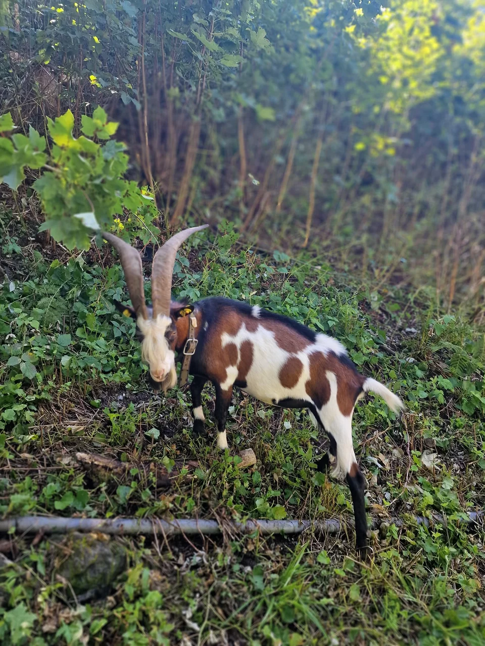 Tauernscheck Bock