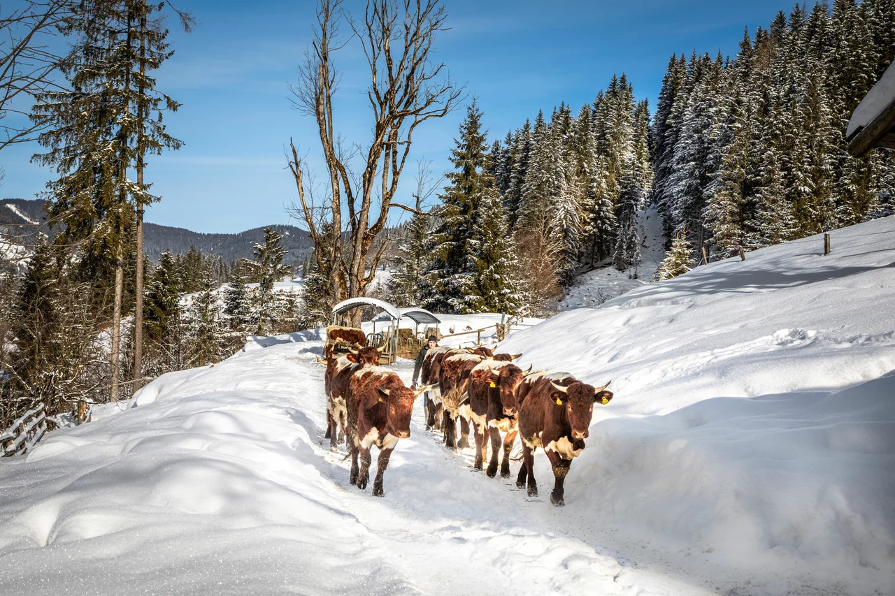 Pinzgauer Rind im Winter